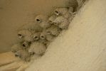 PICTURES/Penasco Blanco/t_Swallow Nests3.JPG